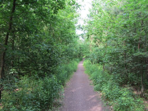 Na odcinku od Dąbrowy Chełmińskiej do Ostromecka jedziemy na dużym fragmencie leśną "ścieżką rowerową" o szerokości ok. 1,5 metra.