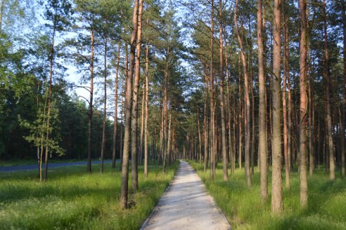 Ścieżka w terenie leśnym.