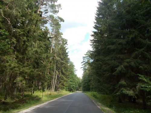Południowo-wschodnia część Obwodu - nasza tajga - największy w Obwodzie las.