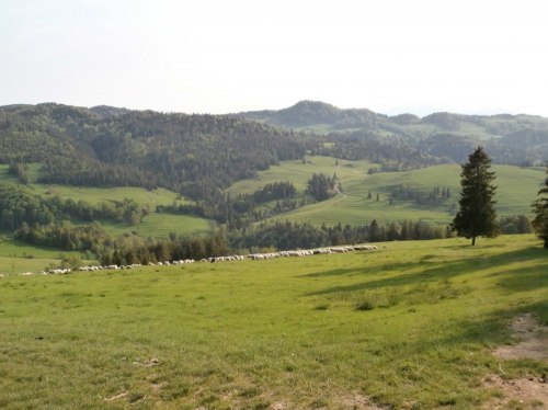 Widok ze stokówki nad Jaworkami – Małe Pieniny, Wysoka 1050 m npm.